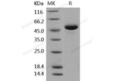 Recombinant Human BLyS/TNFSF13B/BAFF Protein (Fc Tag)(Active)