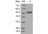 Recombinant Human G-CSF/CSF3 Protein (Fc Tag)(Active)