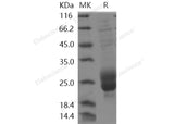 Recombinant Human M-CSF/CSF1 Protein (Active)