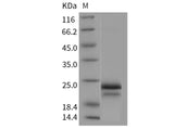 Recombinant Human/Cynomolgus VEGFA/VEGF165 Protein (Active)