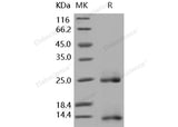 Recombinant Human/Mouse/Rat/Rhesus/Canine BMP-2 Protein (Active)