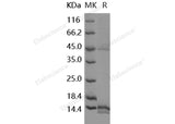 Recombinant Human EG-VEGF/prokineticin-1 Protein (His Tag)