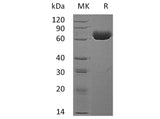 Recombinant Human EphA4 Protein