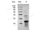 Recombinant Human Amphiregulin/AREG Protein