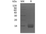 Recombinant Human Apolipoprotein A2/ApoA2 Protein (His Tag)