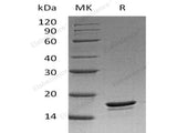 Recombinant Human BCL-W/BCL2L2 Protein (His Tag)