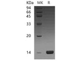 Recombinant Human CCL16 Protein