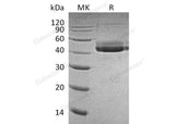 Recombinant Human CD3 ε/CD3E Protein (Fc Tag)(Active)