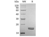 Recombinant Human CD40L/TNFSF5 Protein (Human Cells)(Active)