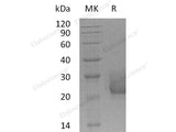 Recombinant Human CEACAM7/CGM2 Protein (His Tag)