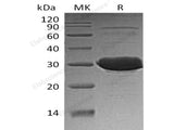 Recombinant Human CLIC3 Protein (His Tag)