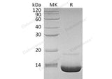 Recombinant Human Complement Component C3a/C3a Protein