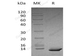 Recombinant Human CXCL10 Protein