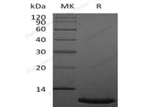 Recombinant Human CXCL12/SDF-1 Protein (aa22-89)