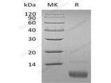 Recombinant Human CXCL12/SDF-1 Protein (aa22-93)