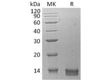 Recombinant Human CXCL14 Protein