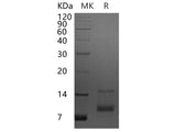 Recombinant Human CXCL7/NAP-2 Protein