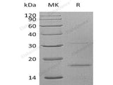 Recombinant Human CXCL9 Protein (His Tag)