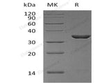 Recombinant Human Cyclophilin E/PPIE Protein (His Tag)