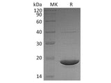 Recombinant Human dUTPase Protein