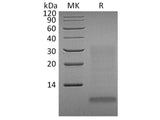 Recombinant Human INSL4 Protein (His Tag)