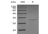 Recombinant Human EIF4E Protein
