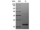 Recombinant Human GFER Protein (His Tag)