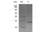 Recombinant Human FGF-10/FGF10 Protein