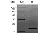 Recombinant Human FGF-7/KGF Protein (Active)