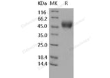 Recombinant Human Interleukin-13/IL-13 Protein (Fc Tag)(Active)