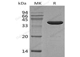 Recombinant Human GABA Protein (GST Tag)
