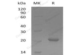 Recombinant Human GADD45γ/GADD45G Protein (His Tag)