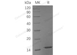 Recombinant Human Galectin-1/LGALS1 Protein (His Tag)(Active)