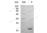 Recombinant Human Galectin-14/LGALS14 Protein (His Tag)