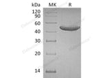 Recombinant Human GITR/TNFRSF18 Protein (Fc Tag)