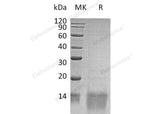 Recombinant Human GDF11/BMP-11 Protein