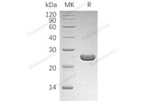 Recombinant Human HPGDS/GSTS Protein