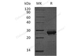 Recombinant Human Hepcidin/HAMP Protein (GST Tag)