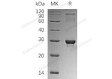 Recombinant Human HGPRT/HPRT1 Protein (His Tag)