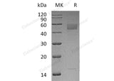 Recombinant Human Inhibin β C Chain/INHBC Protein (aa 19-352, His Tag)(Active)