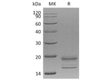 Recombinant Human IL-17A&IL-17F Heterodimer Protein (His Tag)(Active)