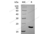 Recombinant Human Interleukin-17A/IL-17A Protein (Active)