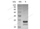 Recombinant Human Interleukin-17A/IL-17A Protein (Human Cells, His Tag)(Active)