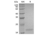 Recombinant Human Interleukin-17F/IL-17F Protein (Active)