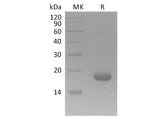 Recombinant Human Interleukin-17F/IL-17F Protein