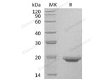 Recombinant Human Interleukin-17F/IL-17F Protein (His Tag)(Active)