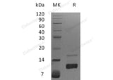 Recombinant Human IL-8/CXCL8 Protein (aa 28-99) 