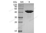 Recombinant Human IDH1 Protein (R132H, C-8His)