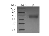 Recombinant Human LMIR2/CD300C Protein (His Tag)