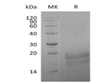 Recombinant Human INSL3 Protein (His Tag)